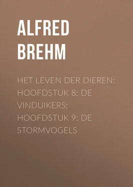Alfred Brehm Het Leven der Dieren: Hoofdstuk 8: De Vinduikers; Hoofdstuk 9: de Stormvogels обложка книги
