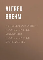 Alfred Brehm - Het Leven der Dieren - Hoofdstuk 8 - De Vinduikers; Hoofdstuk 9 - de Stormvogels