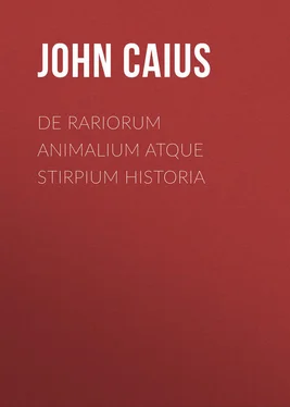 John Caius De Rariorum Animalium atque Stirpium Historia обложка книги