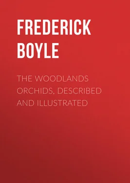 Frederick Boyle The Woodlands Orchids, Described and Illustrated обложка книги