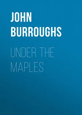 John Burroughs Under the Maples обложка книги