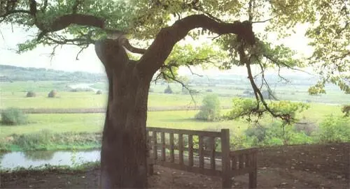 СОСНА Как женщина с подъятою рукою Как однокрылый ангел над страной Где - фото 79