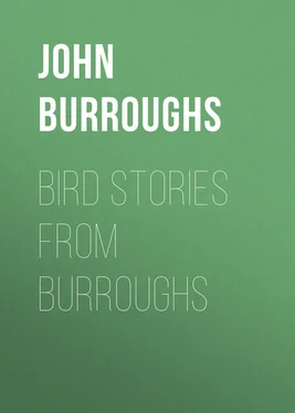 John Burroughs Bird Stories from Burroughs обложка книги