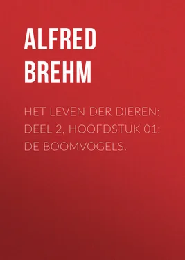 Alfred Brehm Het Leven der Dieren: Deel 2, Hoofdstuk 01: De Boomvogels. обложка книги