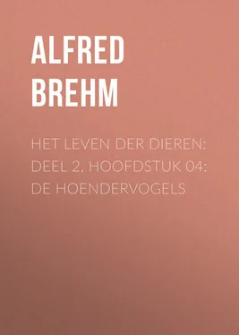 Alfred Brehm Het Leven der Dieren: Deel 2, Hoofdstuk 04: De Hoendervogels обложка книги
