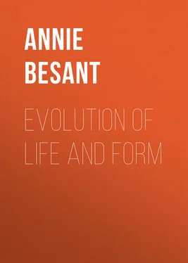 Annie Besant Evolution of Life and Form обложка книги