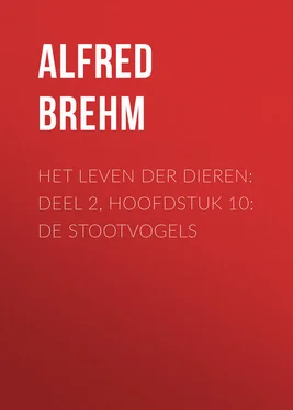 Alfred Brehm Het Leven der Dieren: Deel 2, Hoofdstuk 10: De Stootvogels обложка книги