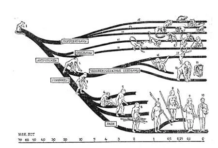 Мал 11 Генеалогічне дерево приматів Антропоїди в свою чергу розділилися - фото 1