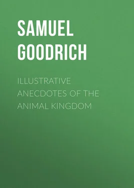 Samuel Goodrich Illustrative Anecdotes of the Animal Kingdom обложка книги