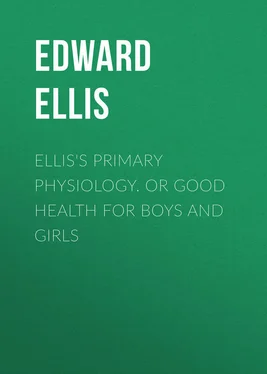 Edward Ellis Ellis's Primary Physiology. Or Good Health for Boys and Girls обложка книги