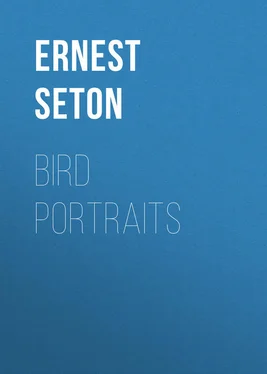 Ernest Seton Bird Portraits обложка книги