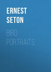 Ernest Seton - Bird Portraits