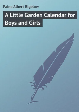 Albert Paine A Little Garden Calendar for Boys and Girls обложка книги