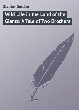 Gordon Stables Wild Life in the Land of the Giants: A Tale of Two Brothers обложка книги