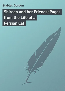 Gordon Stables Shireen and her Friends: Pages from the Life of a Persian Cat обложка книги