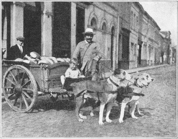 BELGIAN DOGS DRAW CARTS FOR THEIR OWNERS Philippes mother had a big vegetable - фото 4