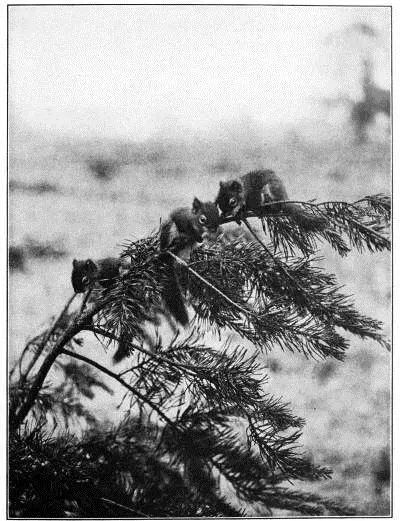 JUST OUT OF THE NEST YOUNG RED SQUIRRELS For a long time we studied the flock - фото 4