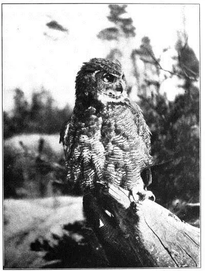 DEATHINTHEDARK THE GREAT HORNED OWL Just ahead of me on the woodroad - фото 6