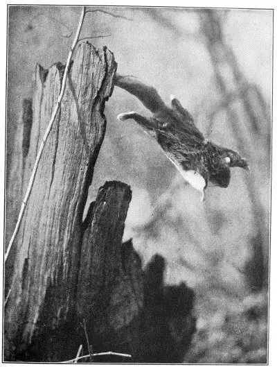 FLYER THE SQUIRREL Just as he was settling despairingly back into the - фото 7