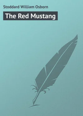 William Stoddard The Red Mustang обложка книги