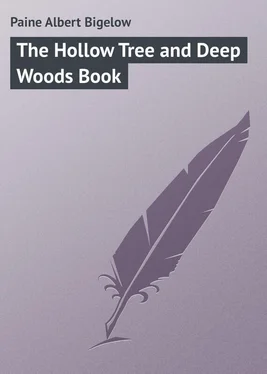 Albert Paine The Hollow Tree and Deep Woods Book обложка книги