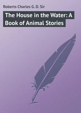 Charles Roberts The House in the Water: A Book of Animal Stories обложка книги