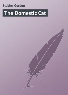 Gordon Stables The Domestic Cat обложка книги