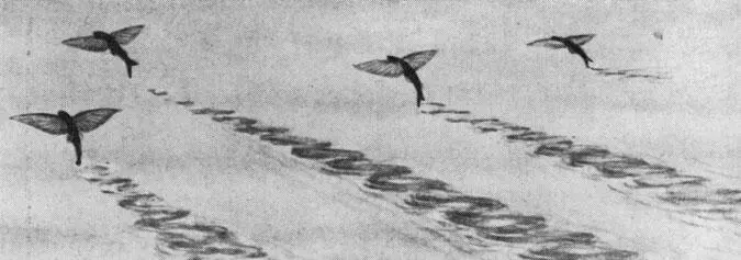 Летучие рыбы Все животные обитающие в открытом море держатся в определенном - фото 24