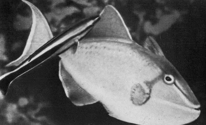 Губанчистильщик Labroides dimidiatus чистит голубого спинорога Odonus - фото 25