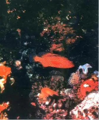 Окунь павлиноглазый Cephalopholis miniatus в своей норе Вблизи входа в - фото 26