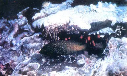 Еще один из павлиноглазых окуней Cephalopholis argus И наконец последнее - фото 27