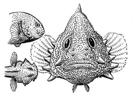 Бычок подкаменщик Caracanthus maculatus с растопыренными плавниками и - фото 30