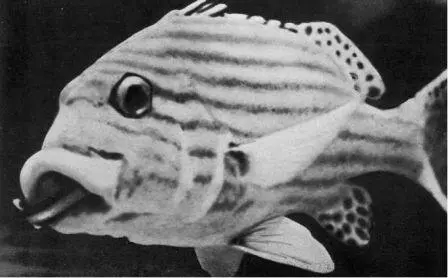 Рыбачистилыцик обследует пасть толстогуба Plectorhynchus diagrammus - фото 36