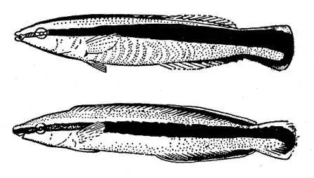 Вверху губанчистильщик Labroides dimidiatus внизу его двойник морская - фото 37