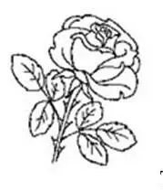 The national flower of England is rose The flower has been adopted as - фото 3