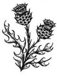 The national flower of Scotland is the thistle a pricklyleaved purple flower - фото 5