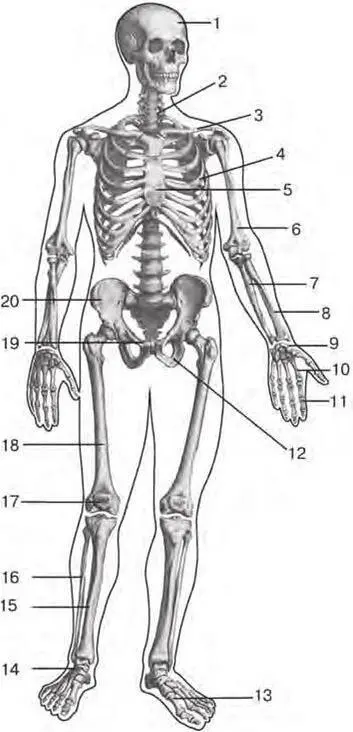 Fig 11 Human skeleton frontal aspect 1 skull cranium 2 vertebral - фото 1