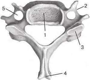 Fig 22 Typical cervical vertebra superior aspect 1 vertebral body - фото 7