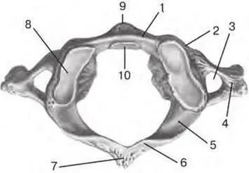 Fig 23 I cervical vertebra atlas superior aspect 1 anterior arch of - фото 8