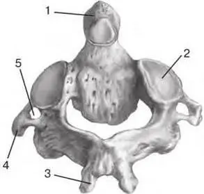 Fig 24 II cervical vertebra axis posterior aspect 1 dens dens 2 - фото 9