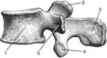 Fig 25 Lumbar vertebra lateral aspect 1 vertebral body corpus - фото 10
