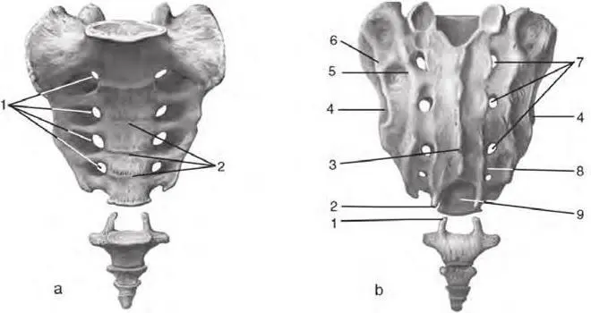 Fig 26 Sacrum and coccyx a anterior aspect 1 anterior sacral foramina - фото 11