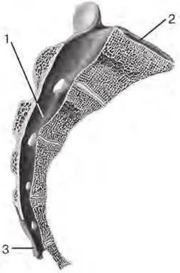 Fig 27Sagittal section of sacrum 1 sacral canal canalis sacralis 2 - фото 12