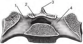 Fig 28 Horizontal section of sacrum 1 posterior sacral foramen foramen - фото 13