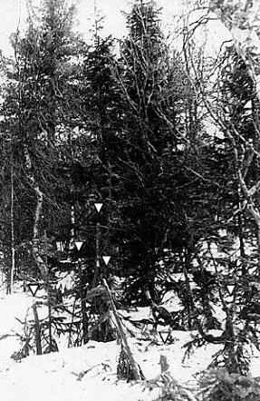 The place called cut fir woods cut firs tops marked by five triangles In - фото 42