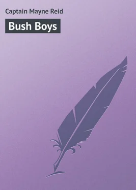 Captain Mayne Bush Boys обложка книги