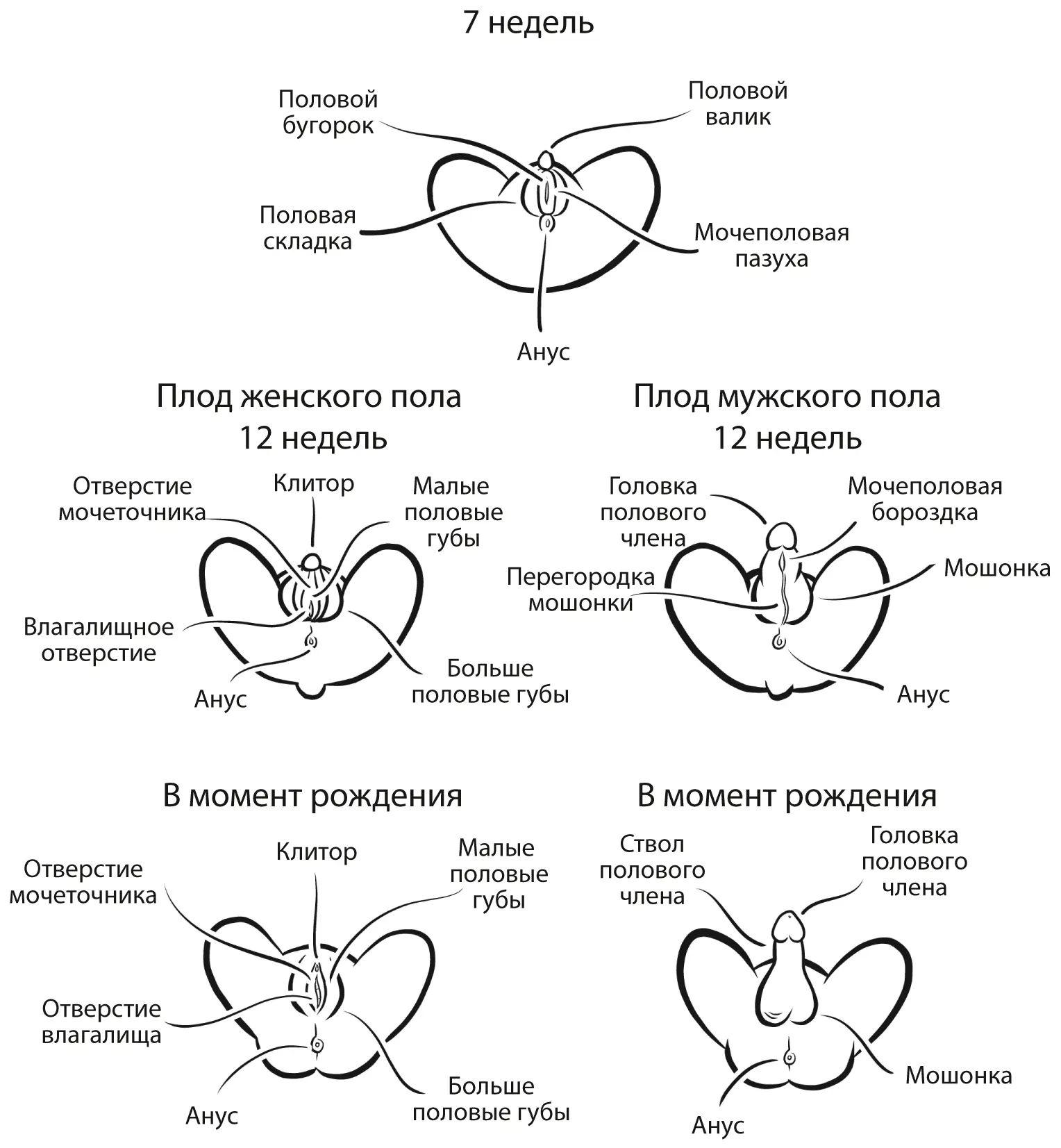 Все это одни и те же элементы но организованные поразному Примерно до шестой - фото 1