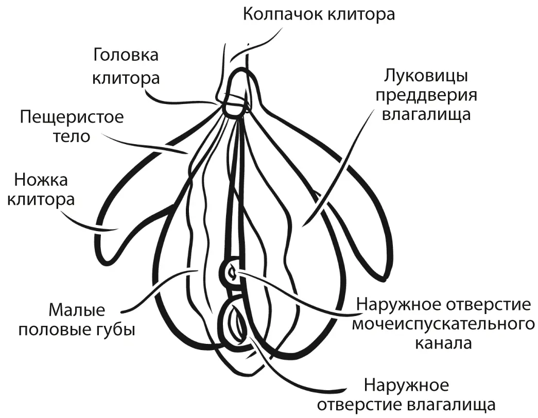 Анатомия клитора Общепринятое понимание клитора исчерпывается его внешней - фото 2