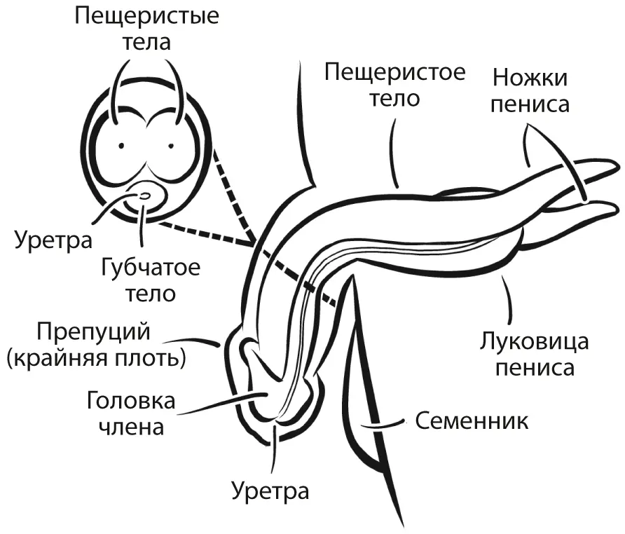 Анатомия пениса Как и в случае с клитором общепринятое понимание пениса - фото 3