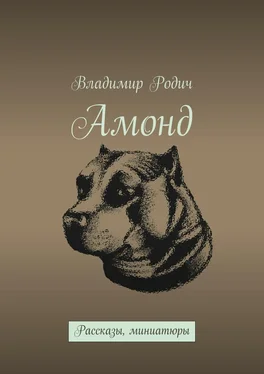 Владимир Родич Амонд обложка книги